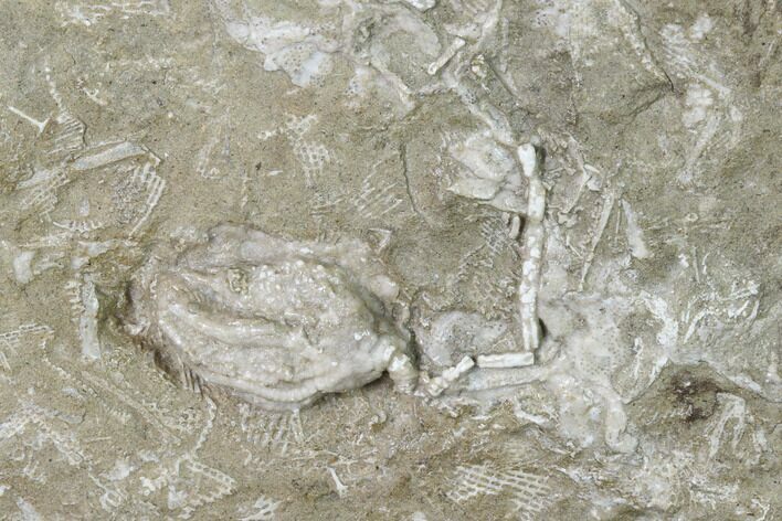 Plate With Two Fossil Crinoids & Bryozoans - Missouri #148984